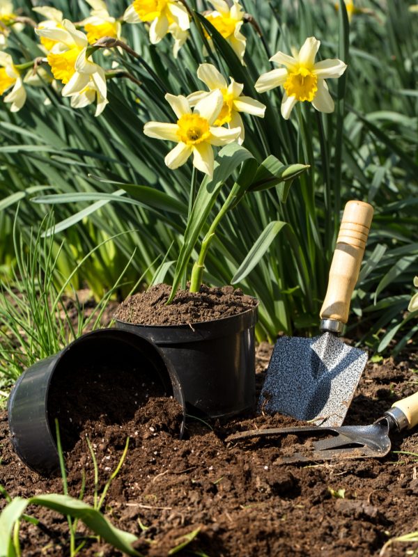 Planting flowers in the garden, garden tools, flowers Planting flowers in the garden, garden tools, flowers